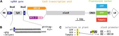 CRISPR/Cas9 mutagenesis of the Arabidopsis GROWTH-REGULATING FACTOR (GRF) gene family